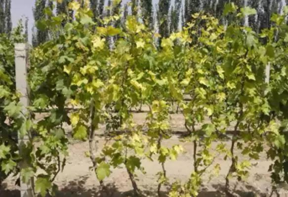 葡萄叶片黄化用什么药,葡萄叶黄化是怎么回事