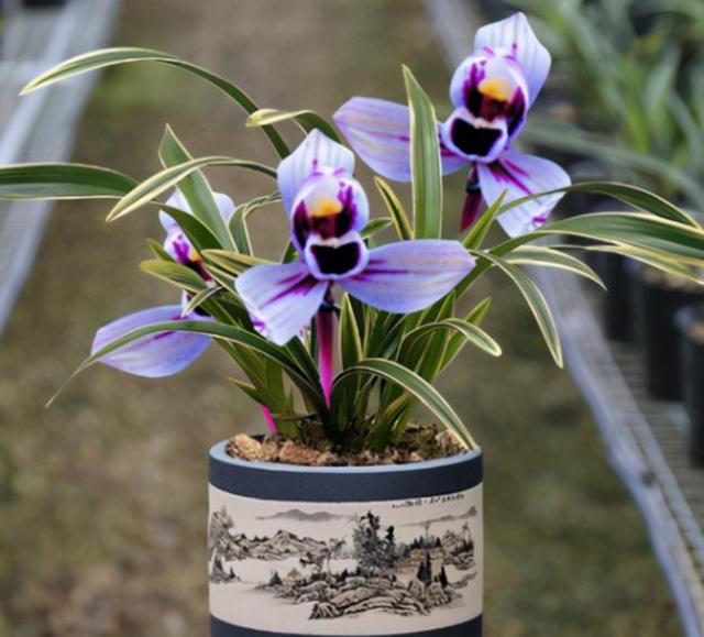 什么兰既有观赏性又香,哪种兰开花又香又好看