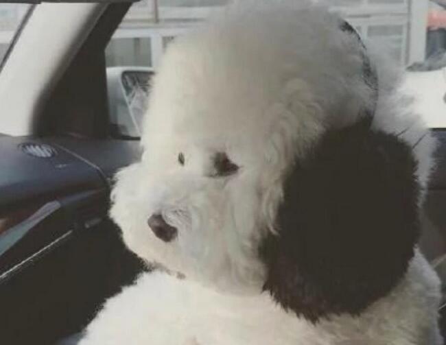 比熊犬为什么吃东西就吐,比熊犬为什么吃墙灰