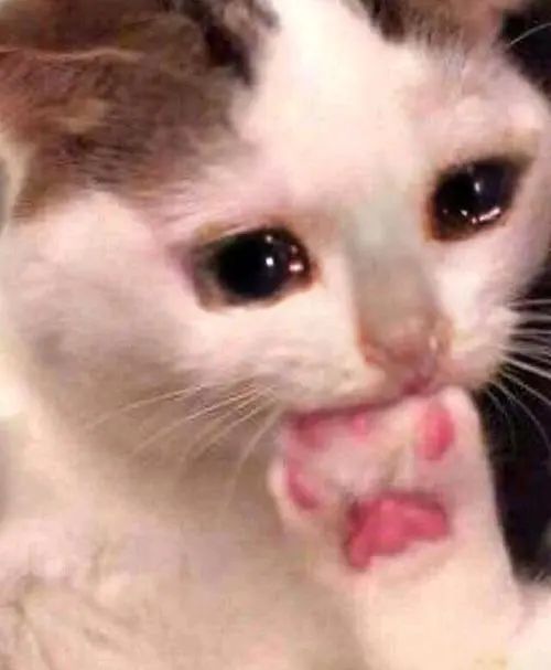 1元租手机靠谱吗,1块钱租手机是真的假的