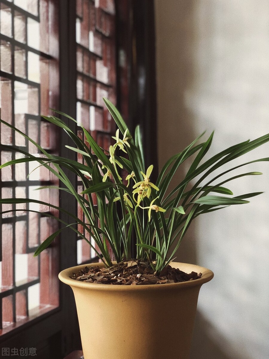 兰花养得好看,兰花养哪种好看还好养