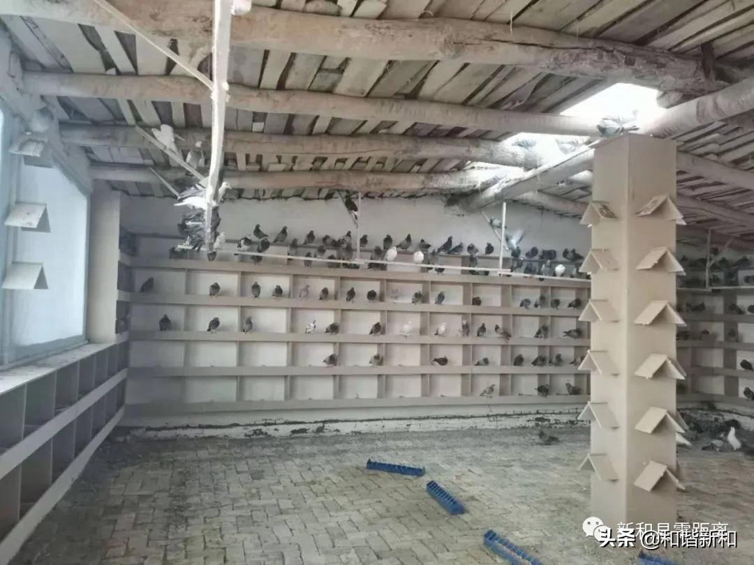 新和县:“勺鸽”变“金鸽”致富有指望