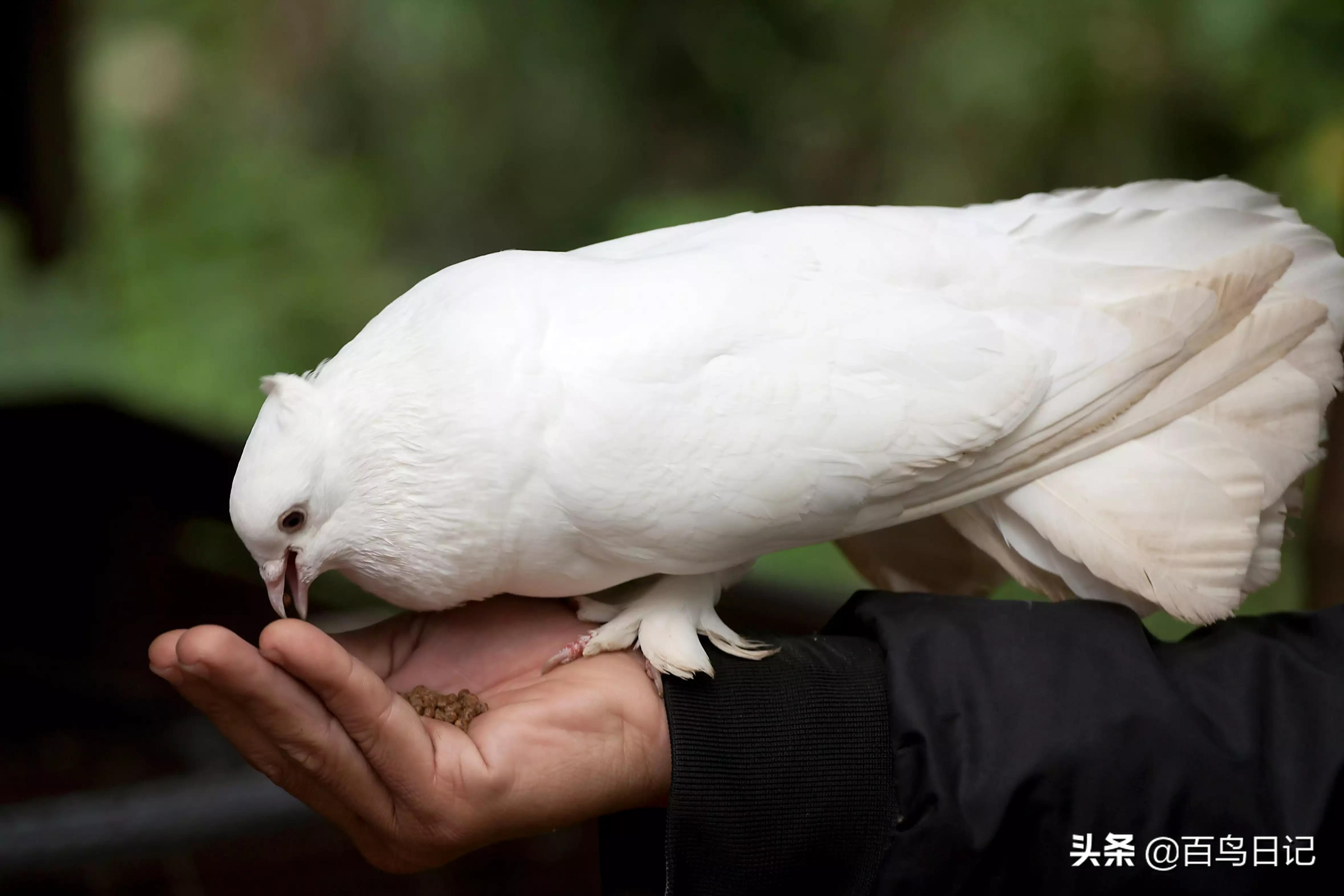 第五十三课：养鸟太麻烦？这5种低价宠物鸟可能更适合你