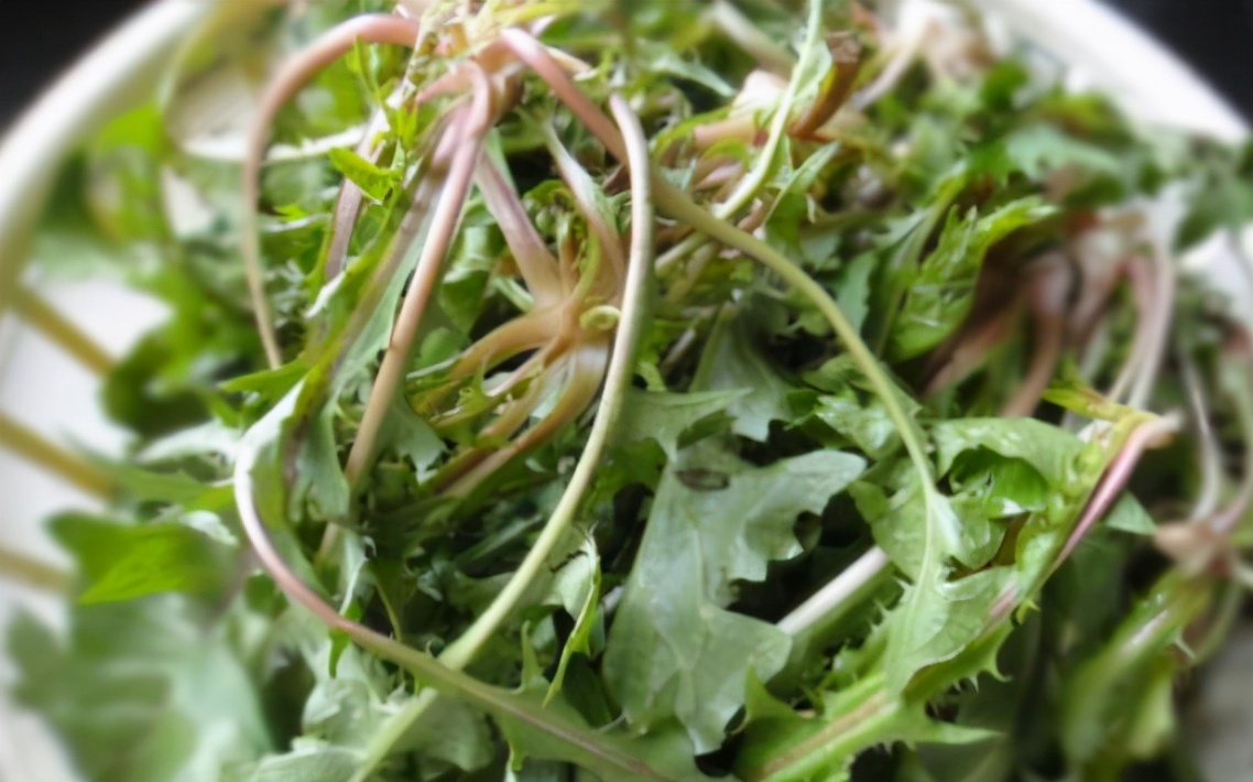 蒲公英茶怎么晾晒,蒲公英茶怎样晾晒效果好