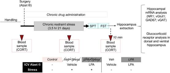 心智化失能介导童年期情感虐待与成年期抑郁症症状的联系