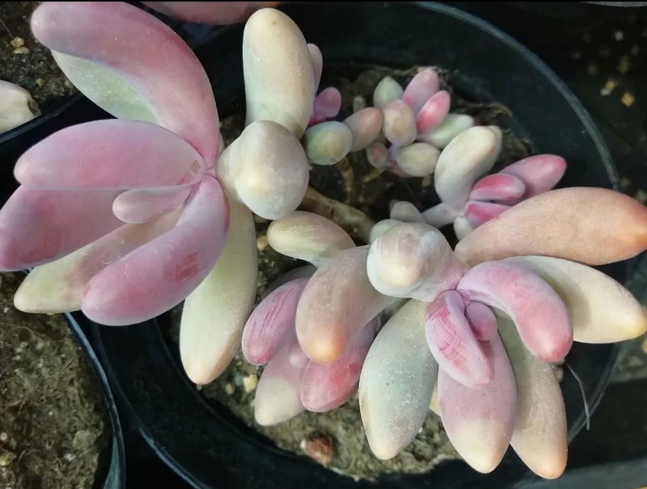 多肉养出状态来有多美?这102种多肉控养上色之后美呆了