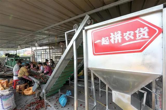 罗田振兴板栗产业,罗田板栗种植业