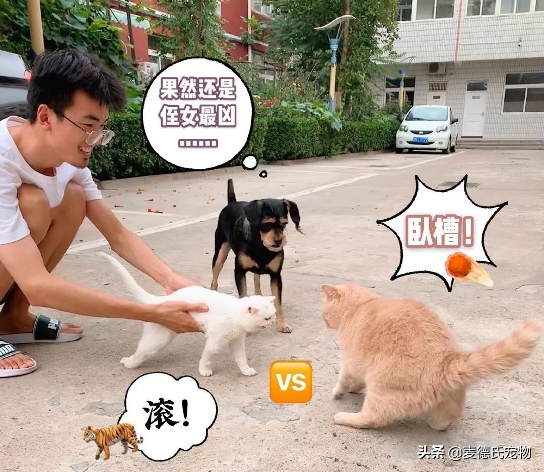 抖音里最火的网红猫,抖音上的几大网红猫