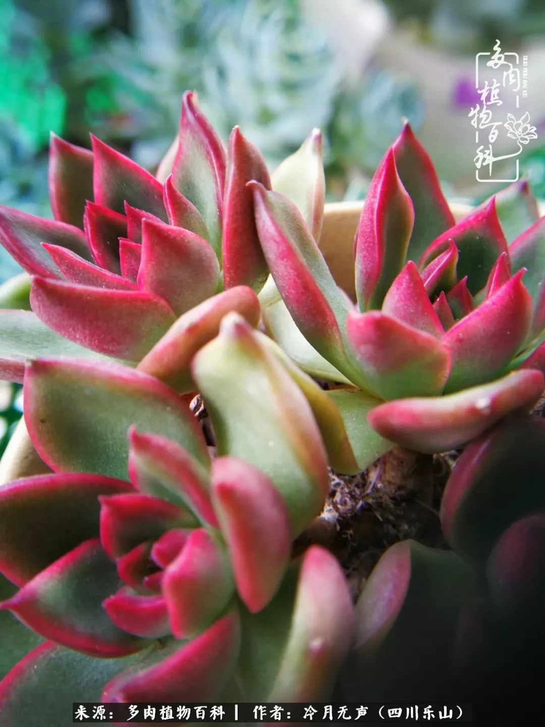 时光见证多肉故事,关于多肉的故事