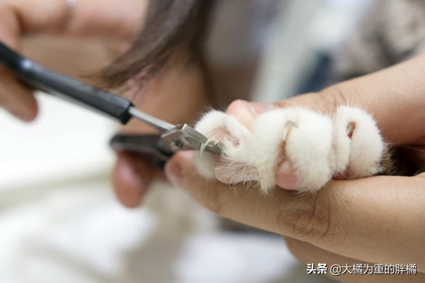 家里养猫咪怎么让它不乱抓,养猫怎么防止猫咪弄乱家里物品