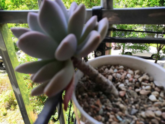 从鼻屎苗到老桩，时光里的蜕变