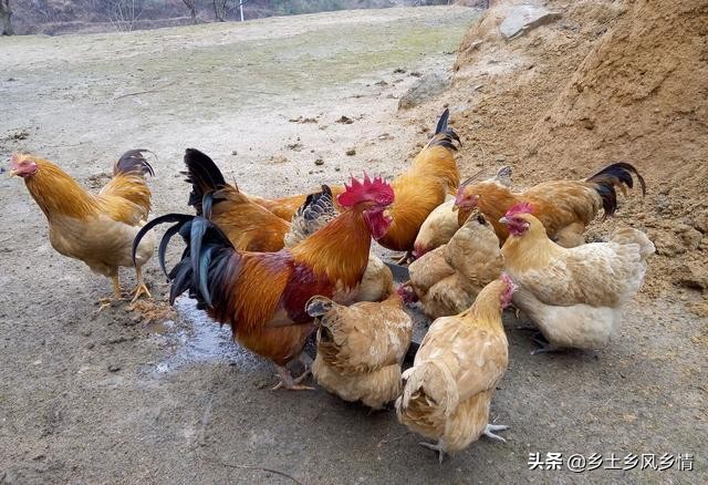 吃虫子的鸡和饲料鸡区别,吃虫子的鸡生出的蛋的蛋黄的颜色