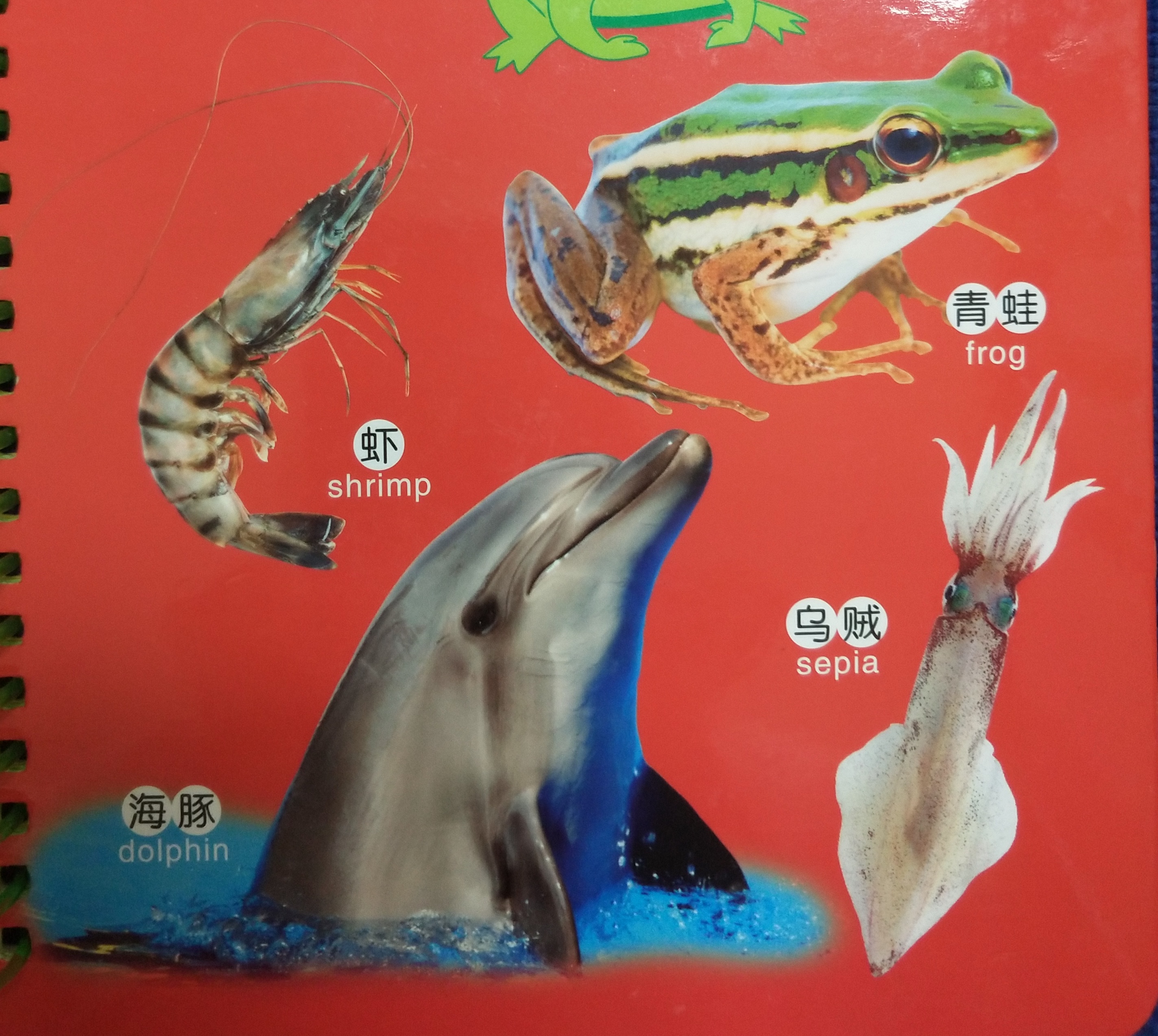 关于动物的绘本双语版,最会逃生的动物绘本