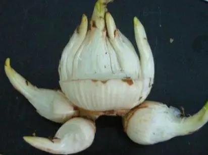 如何让水仙婀娜多姿,花香四溢