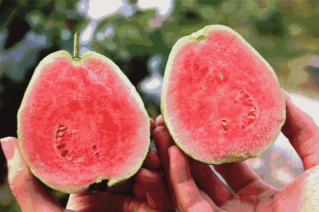 6月有钱没钱,这5颗水果都要买,饭前或饭后吃点,清爽美味营养多