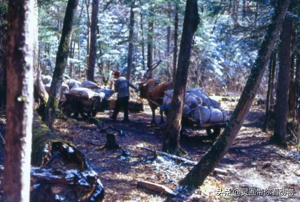 金日成爱吃的它,居然已经在国内绝迹?