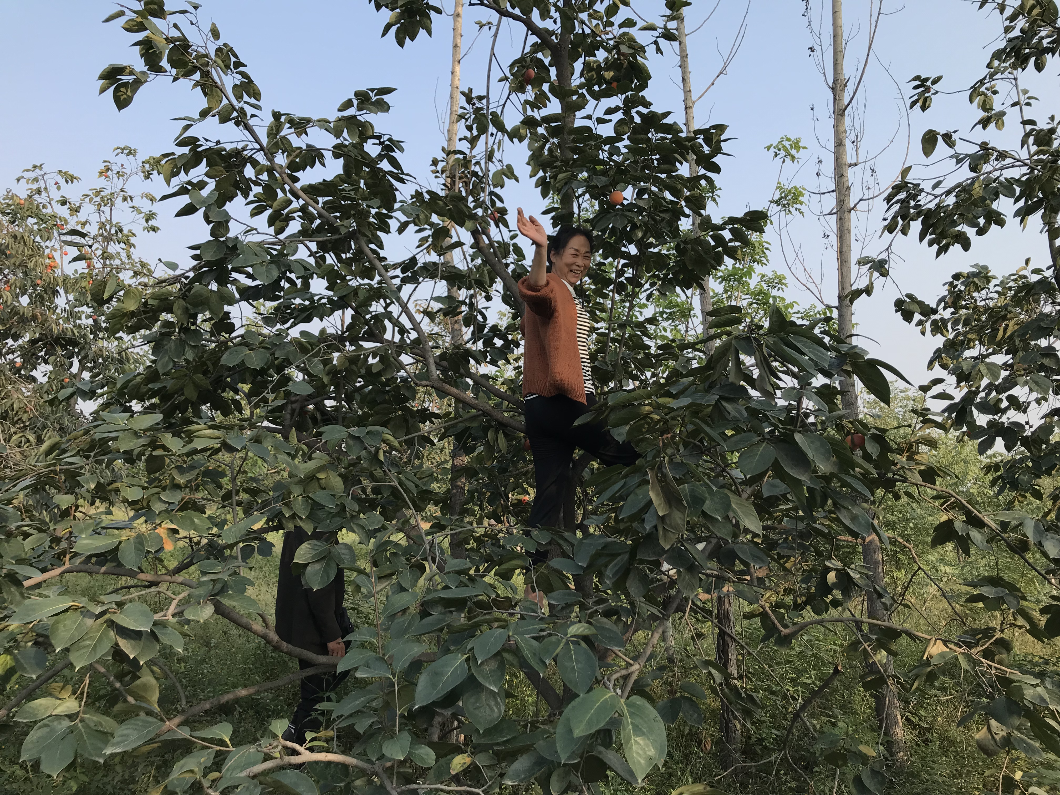 客官留步柿子红了图片,柿子红了我们一起去摘