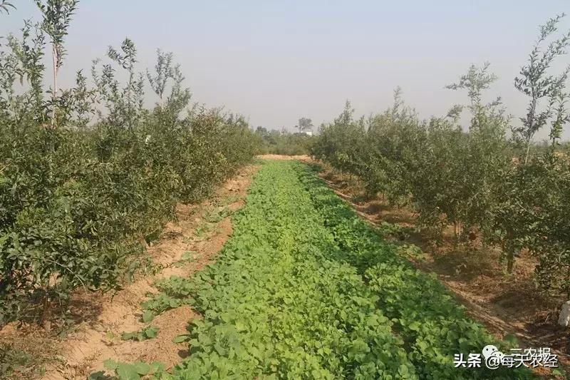 软籽石榴修剪方法视频,软籽石榴幼树整形修剪