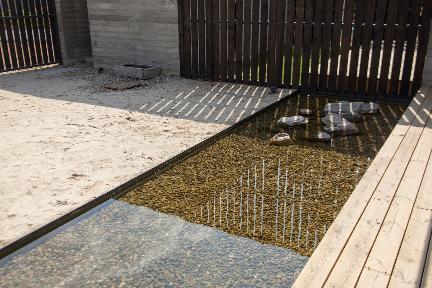 韩国蒲公英,韩国野生蒲公英的种植