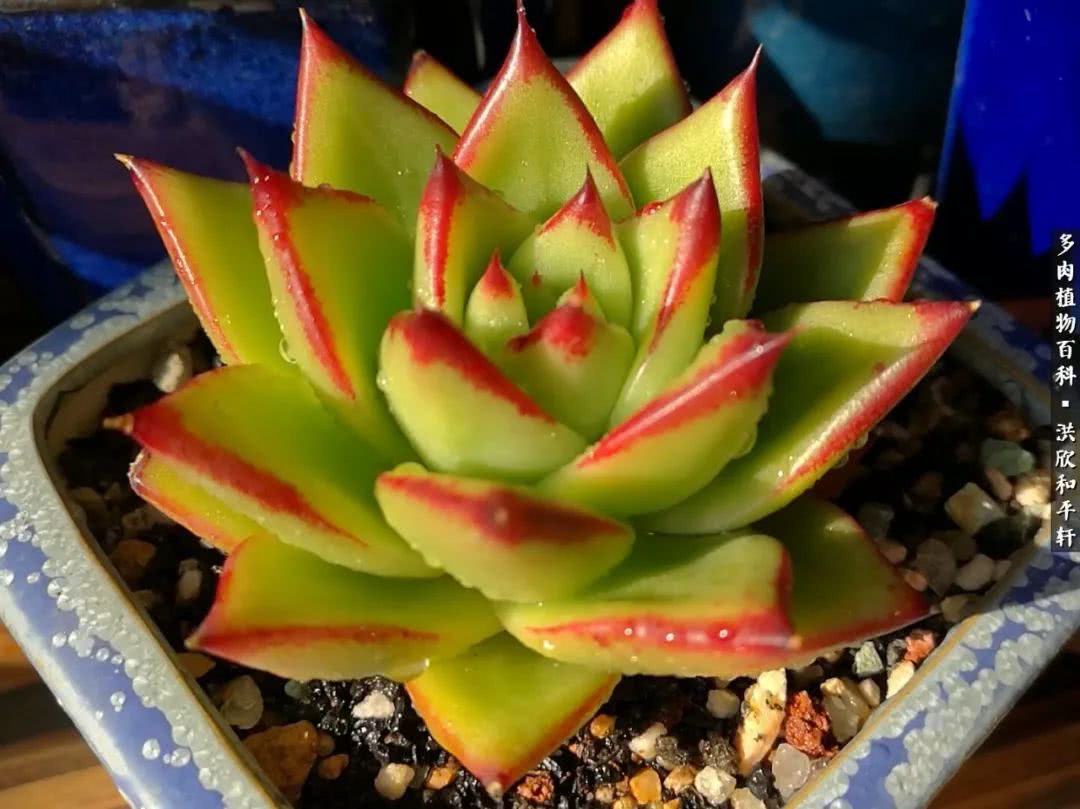 多肉的四季轮回,四季轮回多肉