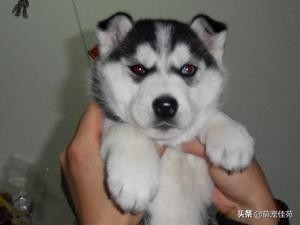 纯种哈士奇和普通哈士奇区别,哈士奇和二哈是同一个品种的狗吗