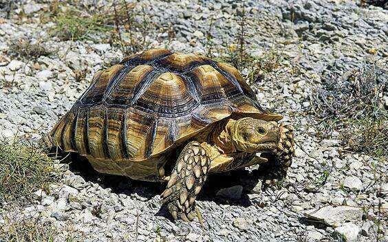 龟类分类大全图片,龟类的种类及图片大全