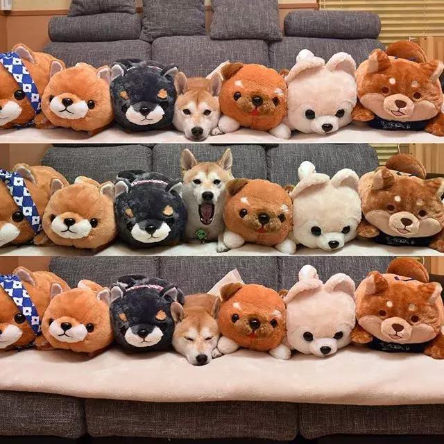 日本博主给两只柴犬买了几十只玩偶，变成大型实物版“连连看”…