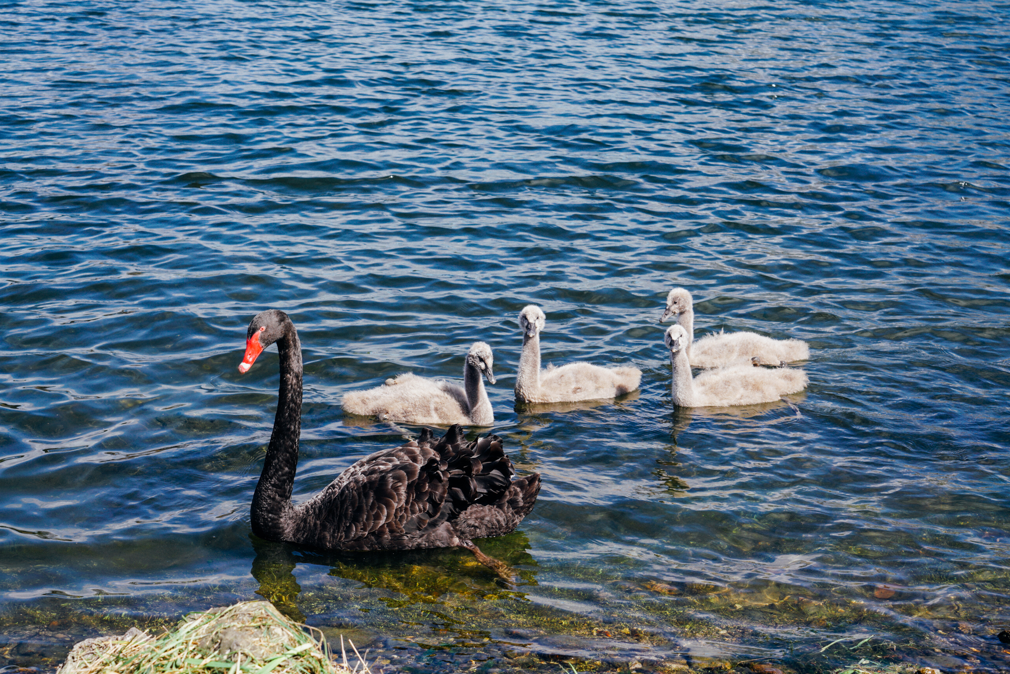 为什么说新西兰是纯净的,新西兰北岛有值得去的地方吗