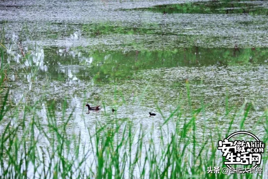 2020年，在这50个地方遇见不一样的合肥