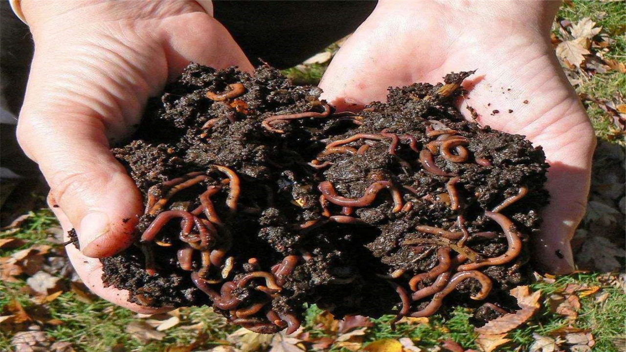 蚯蚓的常见种类有哪些呢,蚯蚓的种类及主要特征