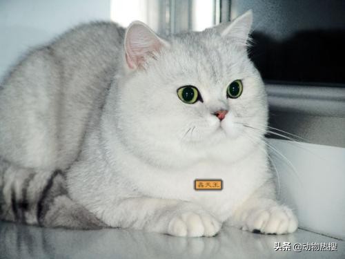 英国短毛猫有哪几种品种,你见过这样的英国短毛猫吗