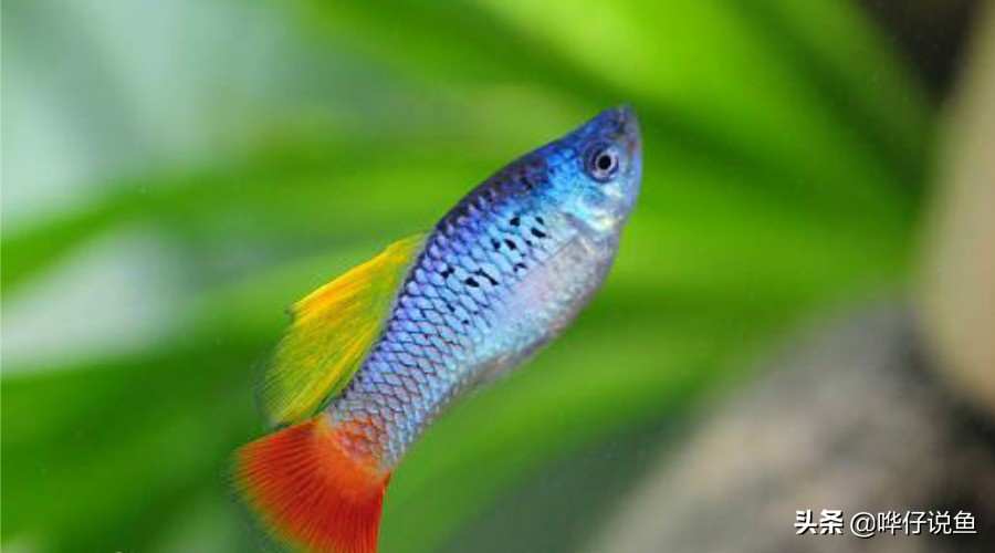 两种小型观赏鱼，引出一个难解的谜题，困扰了我3年，你有答案吗