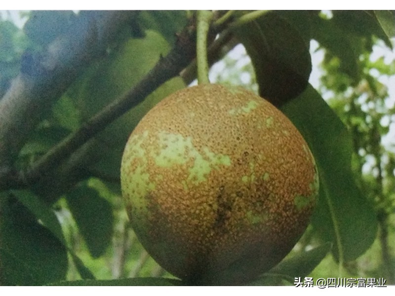 梨子果子长疙瘩打什么药,梨果面上有锈怎样治疗