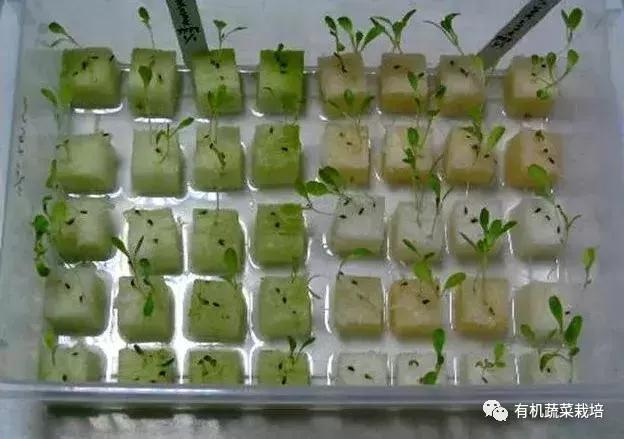 水培蔬菜种植的基础知识,水培蔬菜家庭版水培生菜