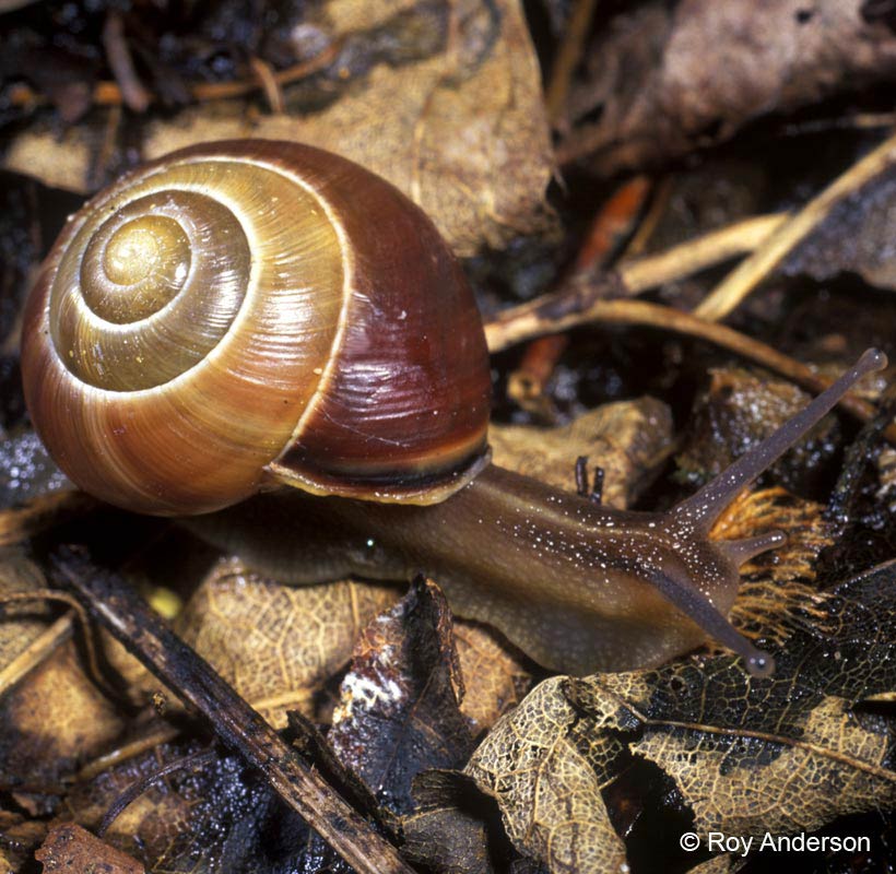 154只国际害虫！上海出现危险物种“森林葱蜗牛”玩具包裹问题大