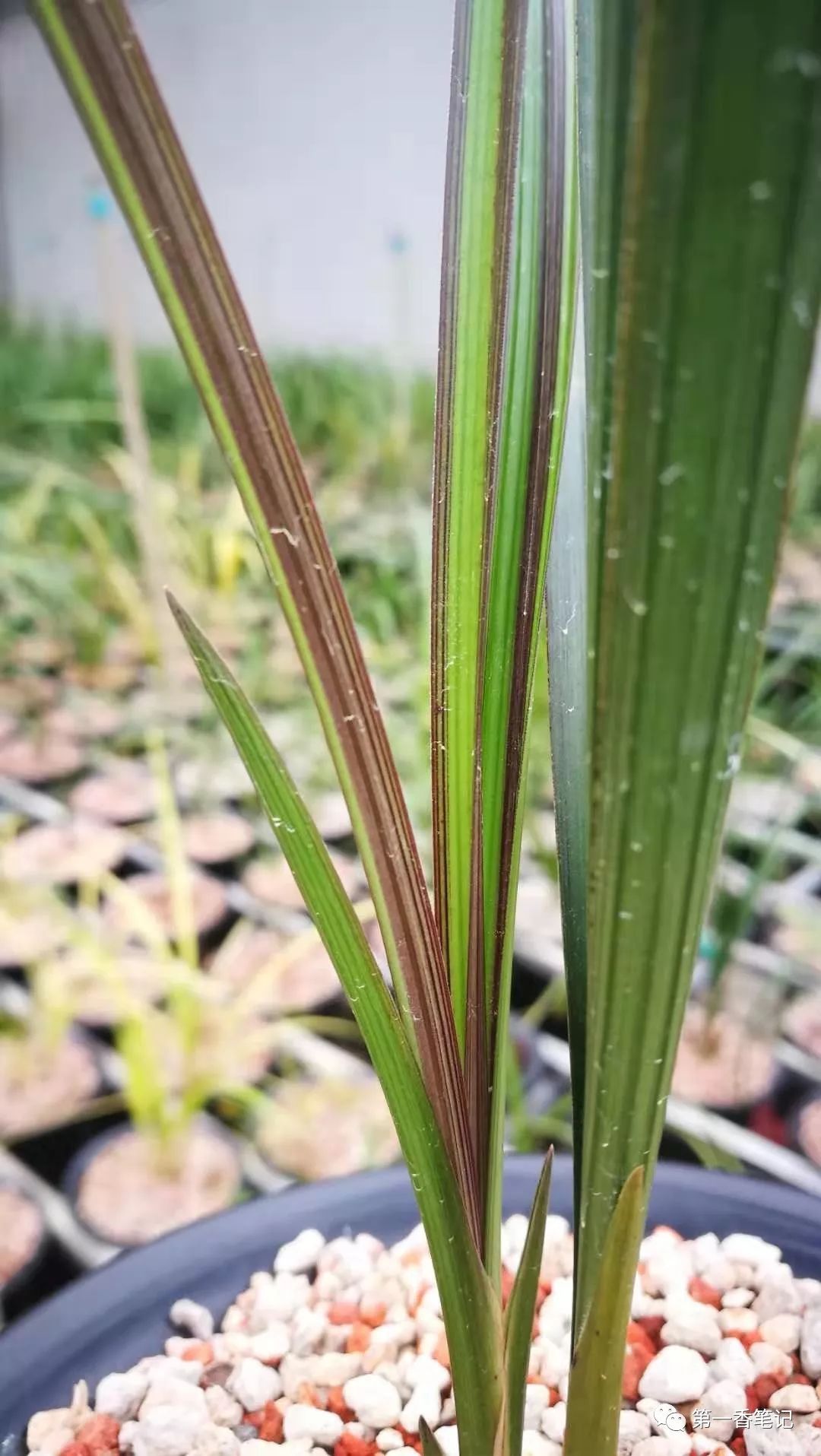 587:西部兰市资源抢购热——春剑交易起此彼伏热火朝天