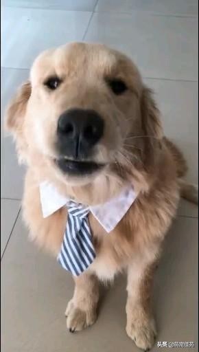 金毛偶尔发出一股腥臭味,金毛身上的臭味哪里来的