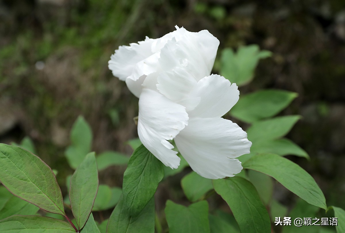宁波牡丹花园有哪些,宁波古今牡丹园