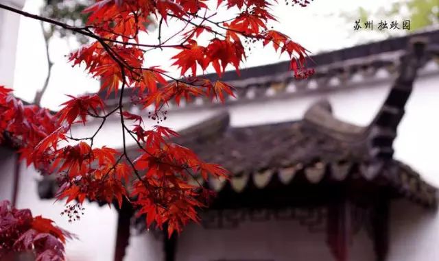 苏州四大古典名园之拙政园,江南古典园林代表苏州拙政园