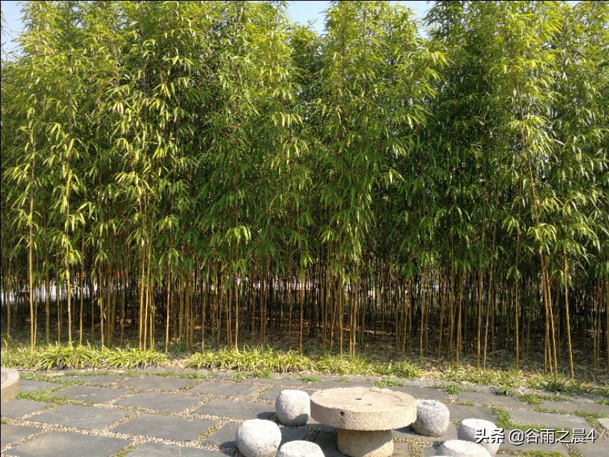 宜兴竹海徒步路线推荐,宜兴竹海最高海拔多少