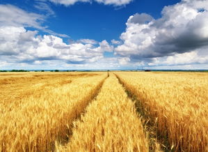 粮食不足怎么处理,粮食吃得太多怎么办