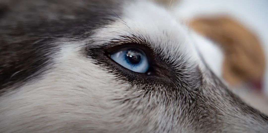 徕卡便携相机徕卡d-lux7测评,徕卡相机d-lux7适合街拍吗