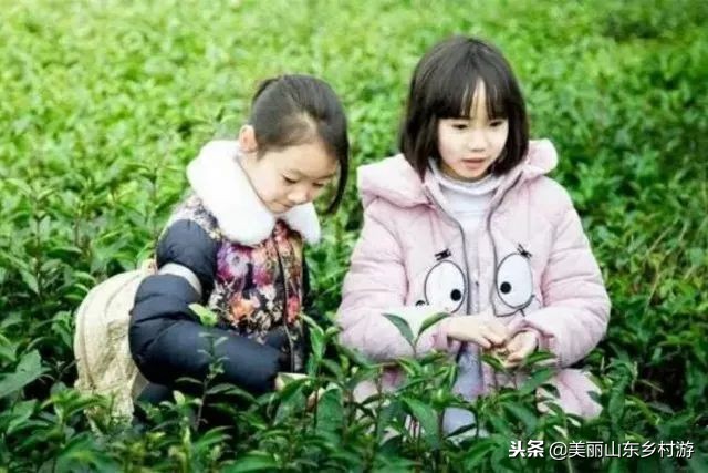 茶基地研学旅行,济南研学茶文化