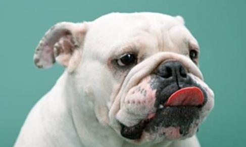 狗狗总爱舔人是怎么回事,狗狗为什么爱舔人皮肤