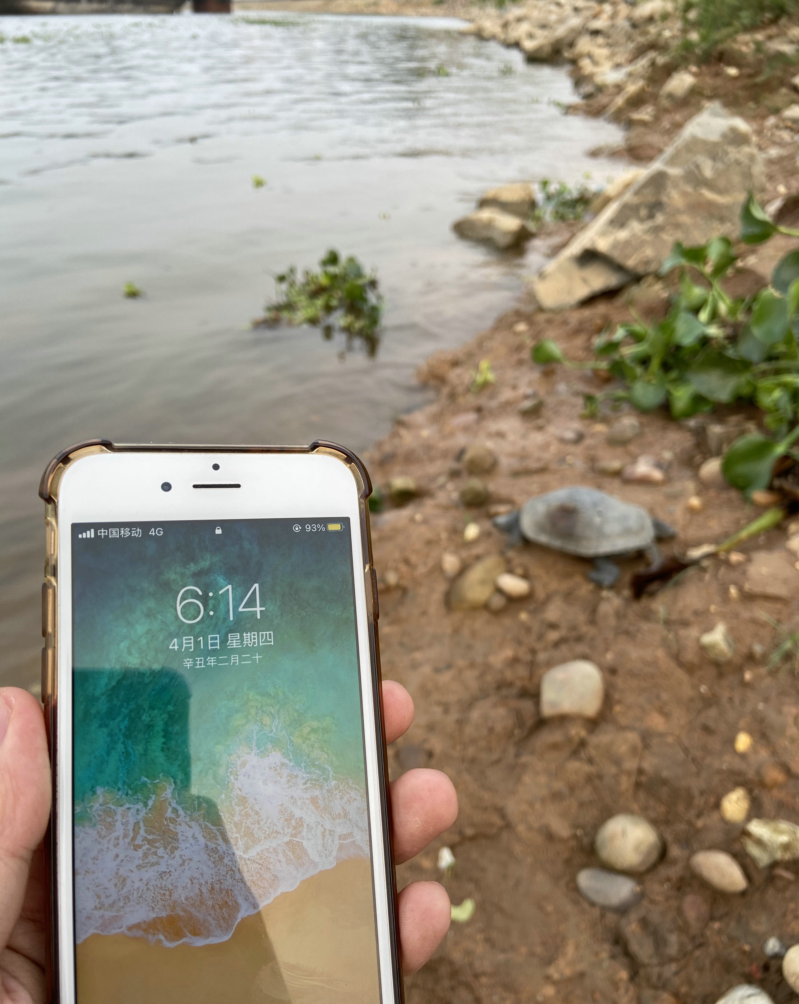 老龟受伤上岸求助?广西钓鱼人西江边碰到罕见大龟,龟背有大伤口
