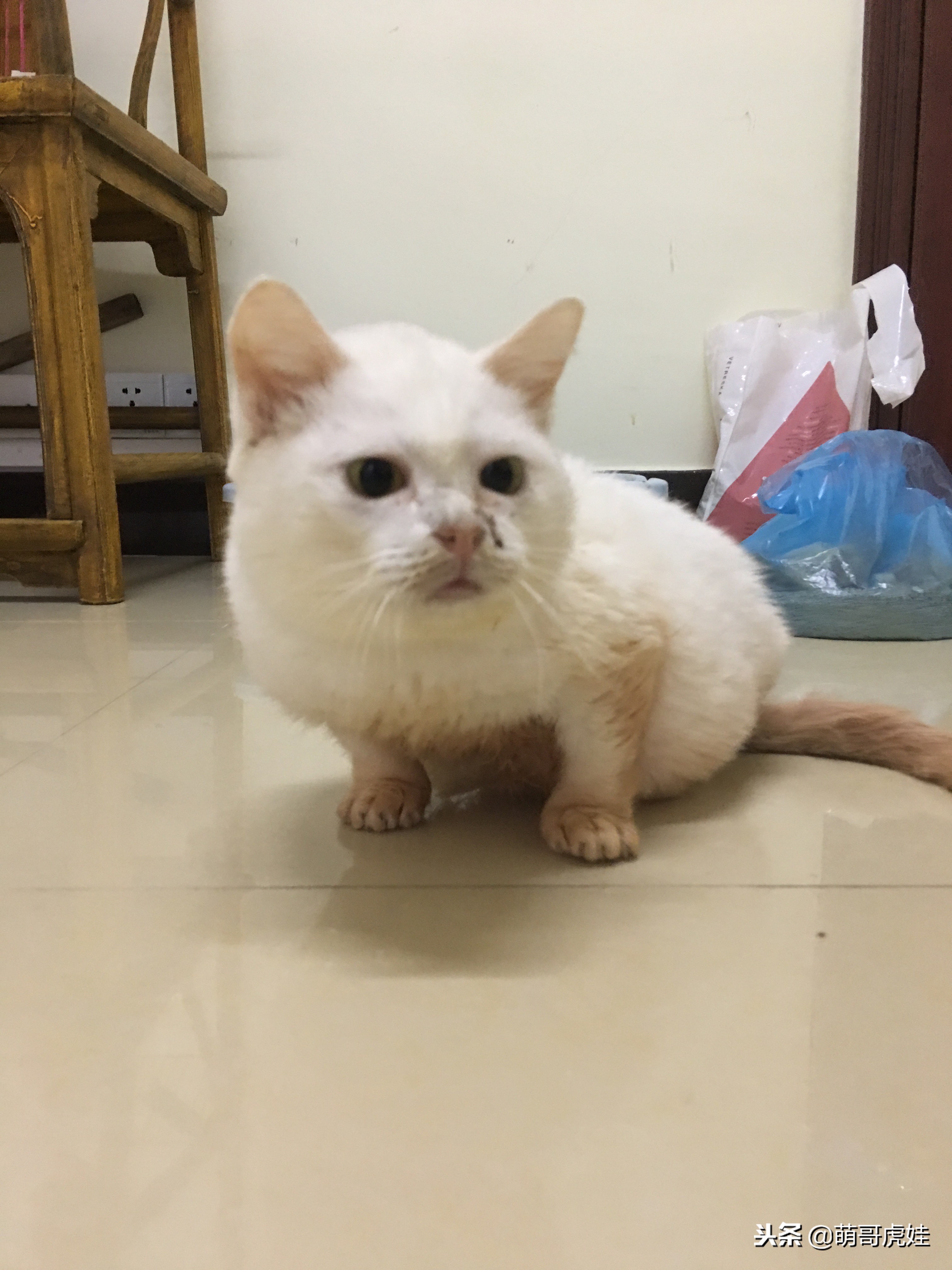 猫咪后腿突然站不起来了,猫咪后腿无力走路不稳一直叫