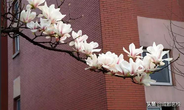 从树德博瑞到清华大学，家长认定成都这所“校风干净”的私立学校