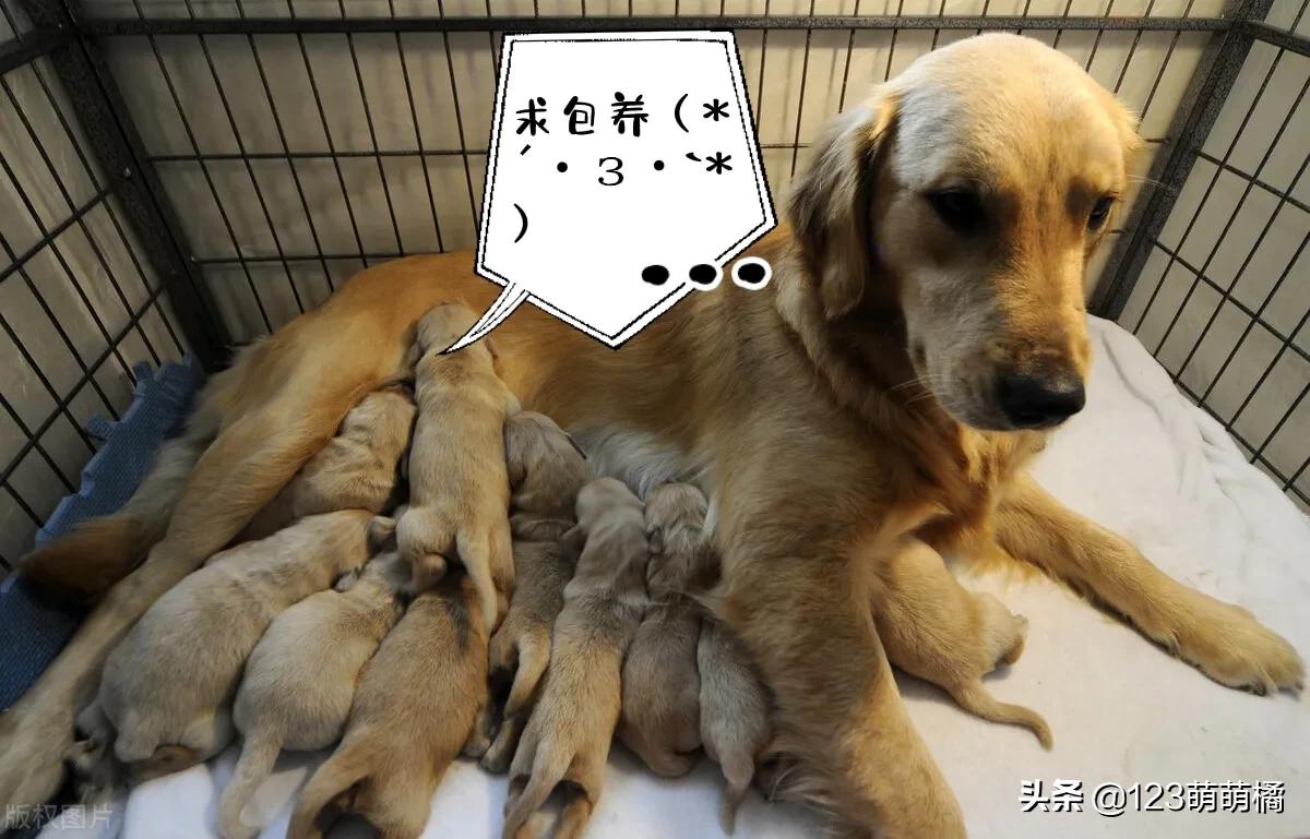 不会解说的解说员——《隔壁家的母狗生娃过程》