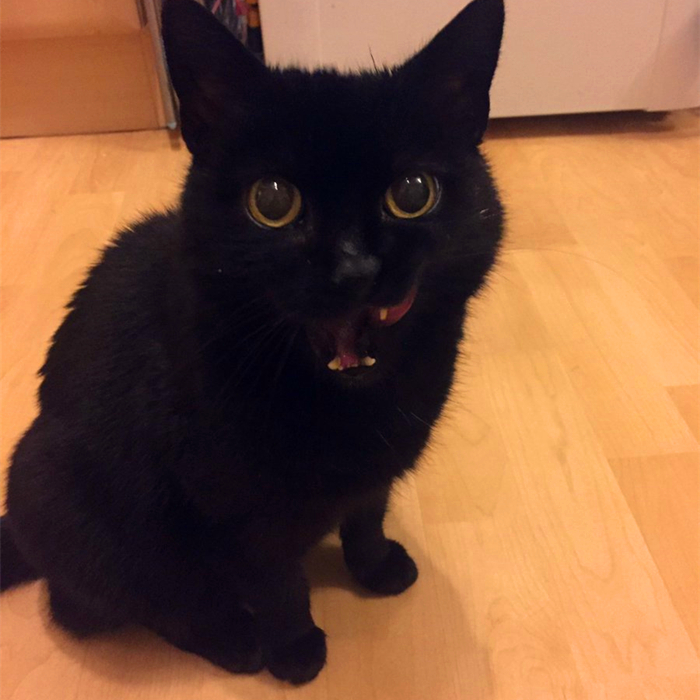 辟谣,猫咪尾巴一直不动很正常?错,不仅反常更有瘫痪风险