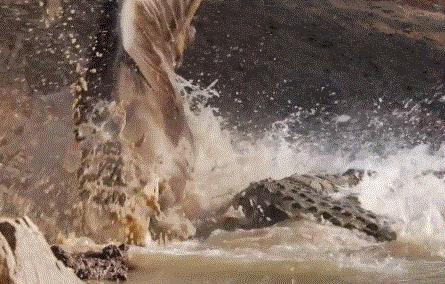 BBC最棒8部纪录片，强烈推荐孩子暑假看